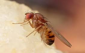 Fruit Fly Pestmaster