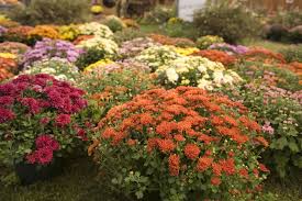 40 best fall flowers to plant for a