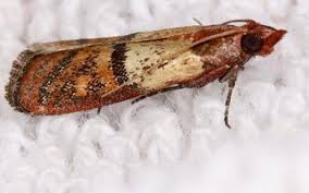In fact, you may even see moth larvae crawling across your countertops. The Home Guide On How To Get Rid Of Clothes Moths Bob Gunn
