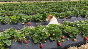 pride in producing prime strawberries