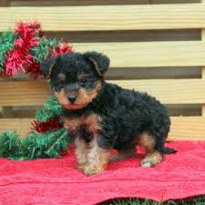 toy poodle mix puppies