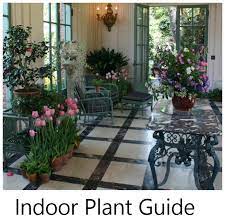 Growing Indoor Plants A Guide To