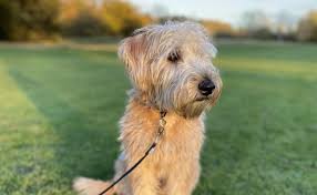 wheaten terrier guide exercise needs