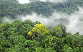 fauna diversity in tropical rainforest