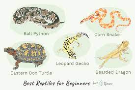an overview of pet reptiles for beginners