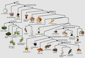 Cladogram of major animal phyla based on development. Cladogram Of Life Learning Science Science Education Science Lessons