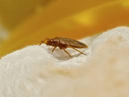 kill bed bugs 10 home remes to