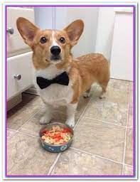 Understand the unique health conditions in corgis that proper nutrition can help ease, delay or prevent. 120 Food For Corgi And Other Dogs Ideas Best Dog Food Corgi Dog Food Recipes