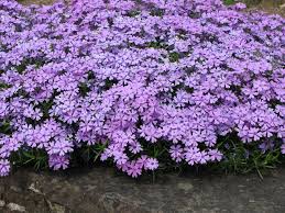 carpet phlox cushion phlox mygarden com