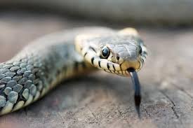 Snakes May Enter Your Home In Autumn
