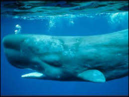 Itulah 6 fakta paus sperma yang merupakan makhluk terbesar di dunia. Kotoran Paus Sperma Serap Emisi Co2 Bbc News Indonesia
