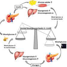 pdf pancreatic regulation of glucose