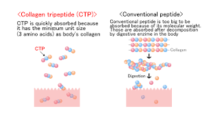 what is collagen tripeptide the
