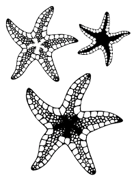 A must see for all coloring page fans. Free Printable Starfish Coloring Pages For Kids