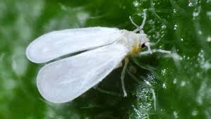 نتيجة بحث الصور عن ‫الذبابه البيضاء white fly‬‎