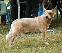 Dog Coat Wikipedia