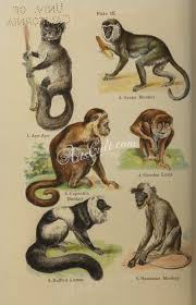 Green monkey appreciates your treat! Pin On Mammals