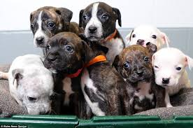 Love french puppy pictures sweet dreams puppy love cuddling dogs and puppies lol bernese mountain french bulldogs. How Could They Dozen Sad Puppies Found In Recycling Bin After Cruel Owner Throws Them Out Like Rubbish Daily Mail Online
