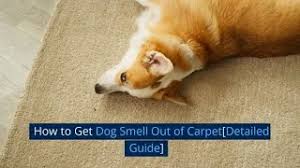 how to get dog smell out of carpet