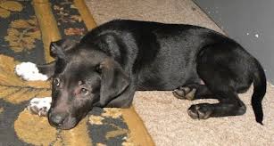 The german shepherd mix is not a purebred dog or a designer dog breed. Shepherd Pit Dog Breed Information And Pictures