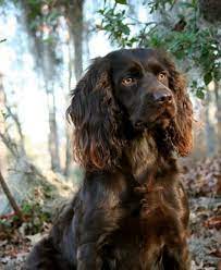 Our boykins excel at upland hunting, it is what they were bred to do and they love it. Boykin Spaniel Find Boykin Spaniel Pups Buy And Sell Hunting Dogs