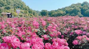 Flower Festival In A Gifu Memorial Park