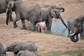 Un bébé éléphant rose a été vu au Parc National Kruger en Afrique ...