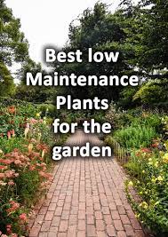 50 Low Maintenance Plants For Busy