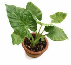In these hardiness zones, your elephant ears can stay in the ground but should be covered to protect them throughout the winter months. Indoor Elephant Ear Plant Houseplant Care Of Colocasia