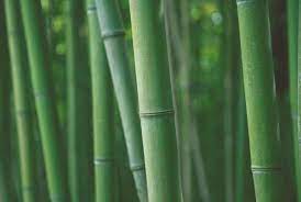 Of Bamboo For Home And Garden