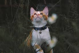 You can be free to view the gambar. 15 Keping Koleksi Gambar Kucing Comel