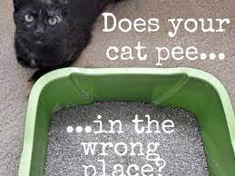 hydrogen peroxide to remove cat urine smell
