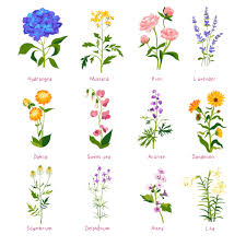 spring flower and wildflower with names