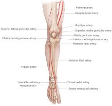 Tendons are the flexible cords that connect muscles to bones. Leg Knee Anatomy