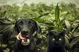 These are great for targeting a particular area of your pet's body that may. Cats Dogs And Cannabis Rqs Blog