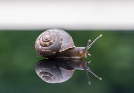 16 cool facts about snails for kids