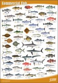 Amazon Com Seafood Wall Chart Set Of 10 Office Products