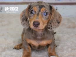 dachshund puppy chocolate tan dapple