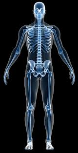 Different types of bones have differing shapes related to their particular the long bones, longer than they are wide, include the femur (the longest bone in the body) as well as relatively small bones in the fingers. Do You Know Where These Bones Are In The Human Body