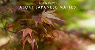 10 fun facts about anese maples