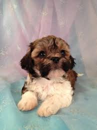 Ollie is a such a pretty little male teddy bear puppy for sale in wisconsin! Teddy Bear Puppies For Sale Mn Petfinder
