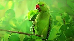 green beak parrot eating