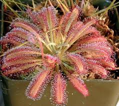 Family droseraceae name status rhs accepted name. Drosera Hybrids Icps