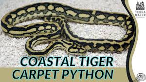 exploring coastal tiger carpet python