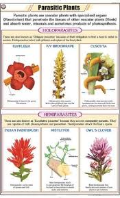Parasitic Plants For Botany Chart