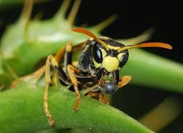 Image result for wasp