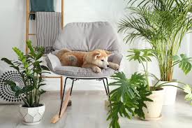 What Houseplants Are Safe For Dogs