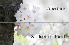 depth of field with cherry blossoms
