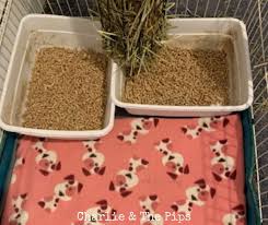 How To Litter Train A Guinea Pig