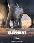 Sea Elephants  Movie